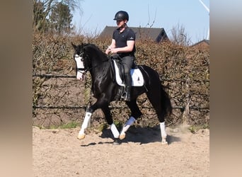 KWPN, Wałach, 3 lat, 168 cm, Kara