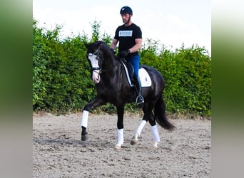 KWPN, Wałach, 3 lat, 168 cm, Kara