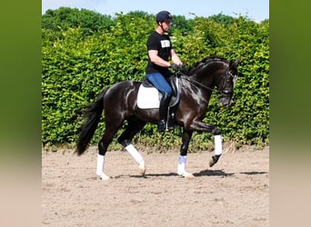 KWPN, Wałach, 3 lat, 168 cm, Kara