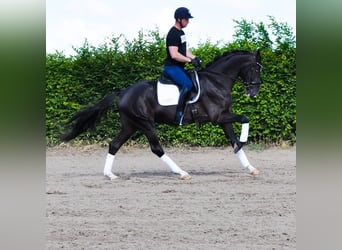 KWPN, Wałach, 3 lat, 168 cm, Kara