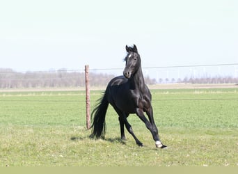 KWPN, Wałach, 3 lat, 168 cm, Kara