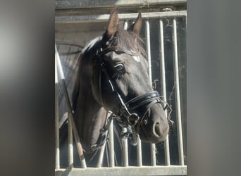 KWPN, Wałach, 3 lat, 168 cm, Kara