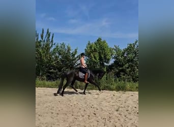 KWPN, Wałach, 3 lat, 168 cm, Kara