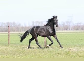 KWPN, Wałach, 3 lat, 168 cm, Kara