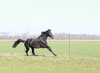 KWPN, Wałach, 3 lat, 168 cm, Kara