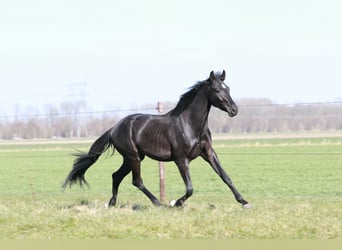 KWPN, Wałach, 3 lat, 168 cm, Kara