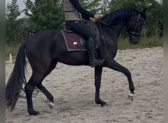 KWPN, Wałach, 3 lat, 168 cm, Kara