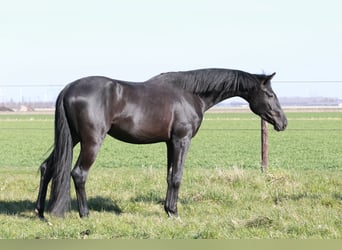KWPN, Wałach, 3 lat, 168 cm, Kara