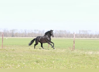 KWPN, Wałach, 3 lat, 168 cm, Kara