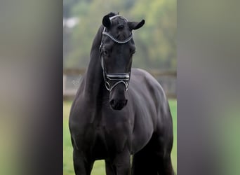KWPN, Wałach, 3 lat, 168 cm, Kara