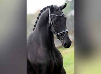 KWPN, Wałach, 3 lat, 168 cm, Kara