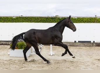 KWPN, Wałach, 3 lat, 168 cm, Skarogniada