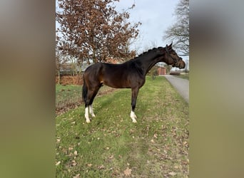 KWPN, Wałach, 3 lat, 169 cm, Ciemnogniada