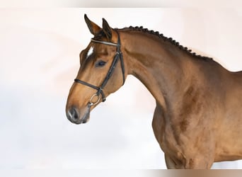 KWPN, Wałach, 3 lat, 169 cm, Gniada