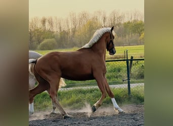 KWPN, Wałach, 3 lat, 169 cm, Izabelowata