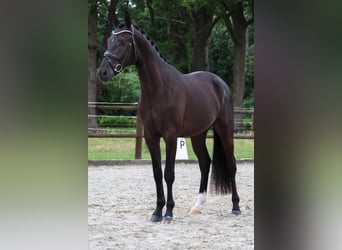 KWPN, Wałach, 3 lat, 169 cm, Kara