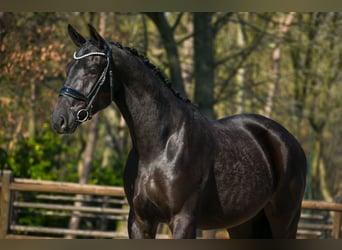 KWPN, Wałach, 3 lat, 169 cm, Kara