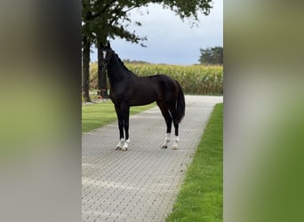 KWPN, Wałach, 3 lat, 169 cm, Skarogniada