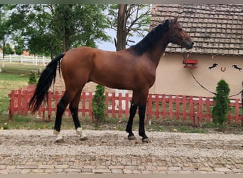 KWPN, Wałach, 3 lat, 170 cm, Gniada