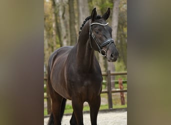 KWPN, Wałach, 3 lat, 170 cm, Kara