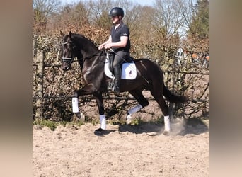 KWPN, Wałach, 3 lat, 170 cm, Kara