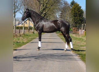 KWPN, Wałach, 3 lat, 170 cm, Kara