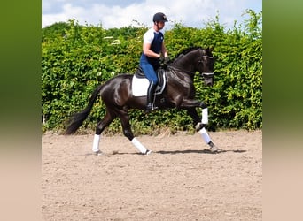 KWPN, Wałach, 3 lat, 170 cm, Kara