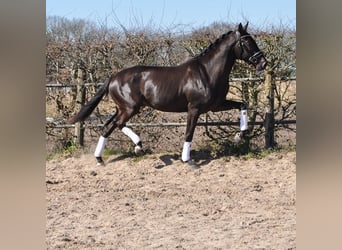 KWPN, Wałach, 3 lat, 170 cm, Kara
