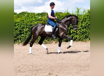 KWPN, Wałach, 3 lat, 170 cm, Kara