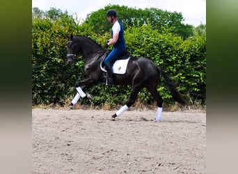 KWPN, Wałach, 3 lat, 170 cm, Kara