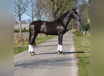 KWPN, Wałach, 3 lat, 170 cm, Kara