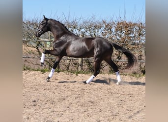 KWPN, Wałach, 3 lat, 170 cm, Kara