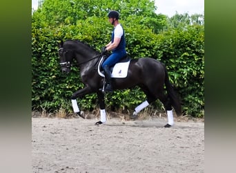 KWPN, Wałach, 3 lat, 170 cm, Kara