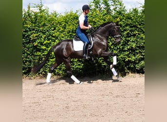 KWPN, Wałach, 3 lat, 170 cm, Kara