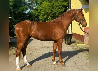 KWPN, Wałach, 3 lat, 170 cm, Kasztanowata