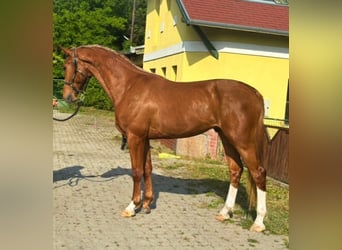 KWPN, Wałach, 3 lat, 170 cm, Kasztanowata