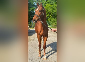 KWPN, Wałach, 3 lat, 170 cm, Kasztanowata
