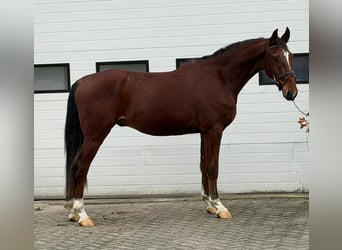 KWPN, Wałach, 3 lat, 170 cm, Kasztanowata