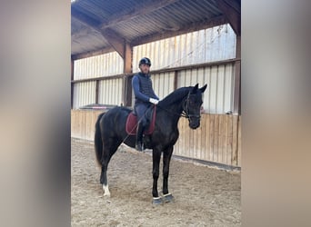 KWPN, Wałach, 3 lat, 171 cm, Kara