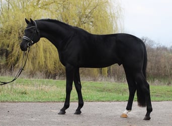 KWPN, Wałach, 3 lat, 171 cm, Kara