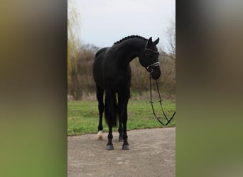 KWPN, Wałach, 3 lat, 171 cm, Kara