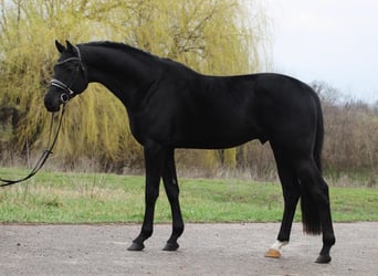KWPN, Wałach, 3 lat, 171 cm