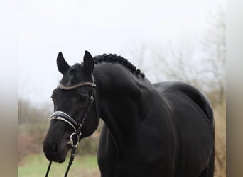 KWPN, Wałach, 3 lat, 171 cm