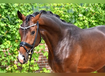KWPN, Wałach, 3 lat, 172 cm, Ciemnogniada