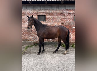 KWPN, Wałach, 3 lat, 172 cm, Ciemnogniada