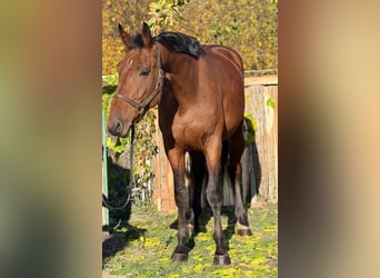 KWPN, Wałach, 3 lat, 172 cm, Gniada