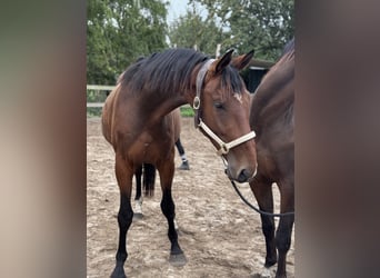 KWPN, Wałach, 3 lat, 175 cm, Ciemnogniada