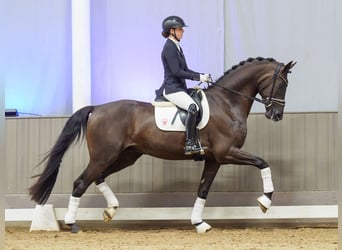 KWPN, Wałach, 3 lat, 175 cm, Kara