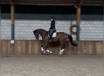 KWPN, Wałach, 3 lat, 177 cm, Gniada