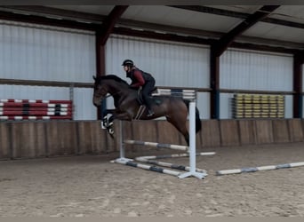 KWPN, Wałach, 3 lat, 177 cm, Gniada